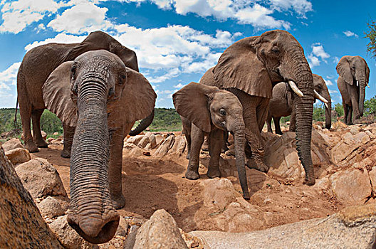 非洲象,牧群,摄影,研究中心,肯尼亚