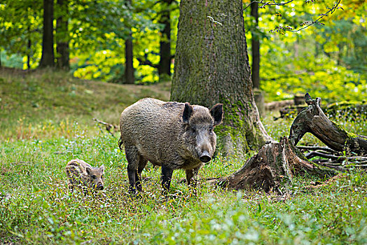 野猪,公猪,小猪,森林,俘获,德国,欧洲