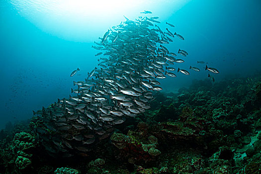 鲷鱼,笛鲷,岛屿,哥斯达黎加,北美