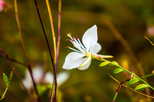 白色的花