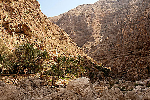 棕榈树,小树林,悬崖,遮盖,碎片,旱谷,阿曼苏丹国,中东