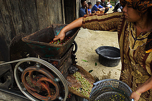 女人,咖啡研磨机,店,中心,印度尼西亚,著名,咖啡豆,山,咖啡,八月,2007年