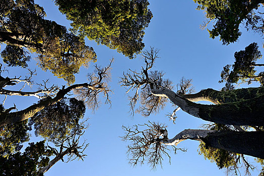 风景,树梢,绿色,枯木,省,里奥内格罗,巴塔哥尼亚,阿根廷,南美