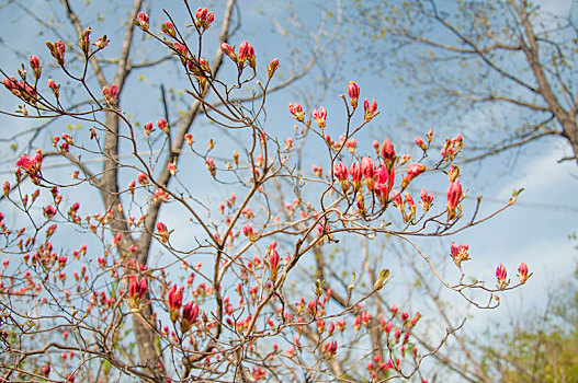春季含苞待放的红色杜鹃花