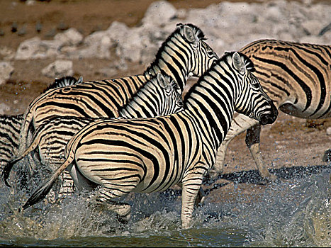 平原斑马,斑马,马,恐怖,牧群,水潭,埃托沙国家公园,纳米比亚