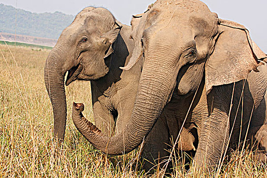 印度象,团结,国家公园,印度