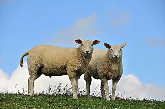 两个,绵羊,北方,石荷州,德国,欧洲