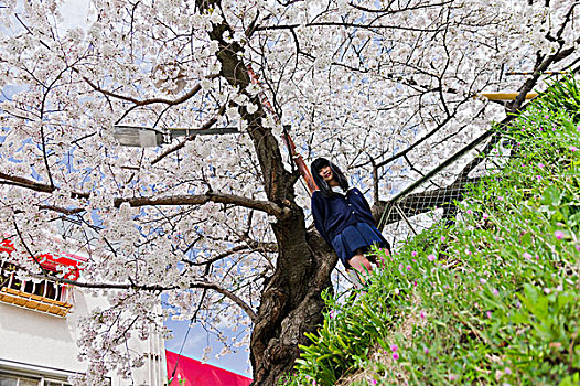 女孩,校服,樱花