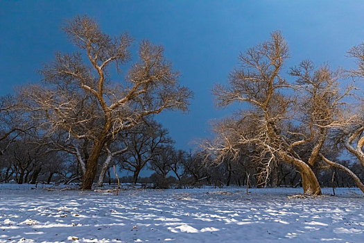 胡杨林,冬季,雪景