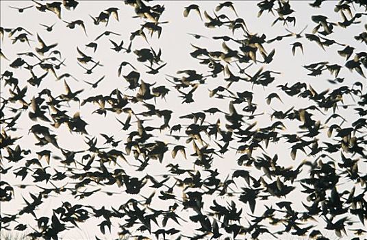 常见八哥,紫翅椋鸟,成群,飞,欧洲