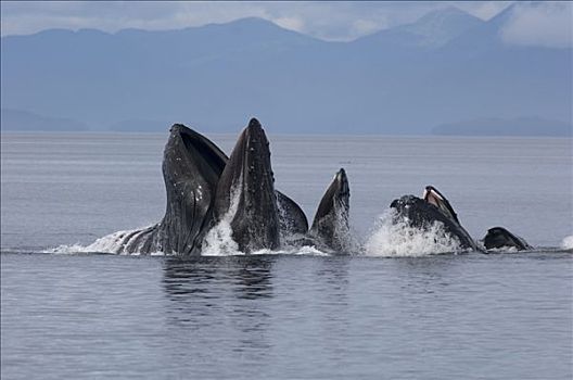 驼背鲸,大翅鲸属,鲸鱼,脆弱,东南阿拉斯加
