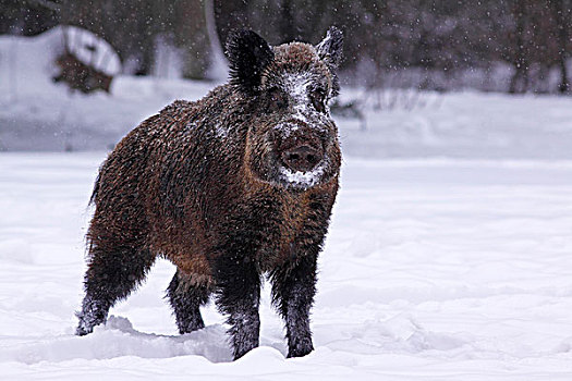 野猪,獠牙动物,冬天,积雪,树林