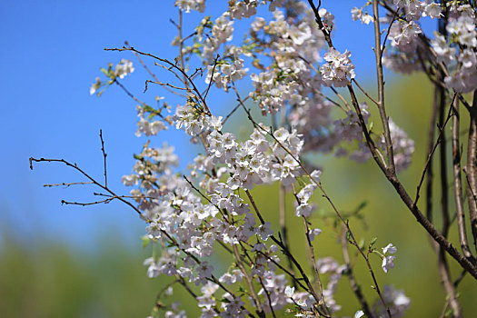 樱花