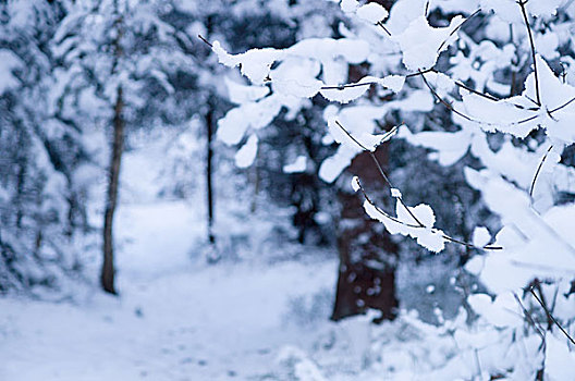 细枝,积雪,模糊,冬日树林,背景