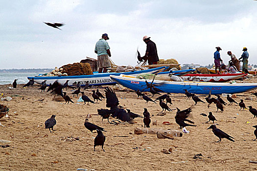 乌鸦,围绕,渔船,深海,希望,盗窃,鱼,食物,泻湖,斯里兰卡,十月,2005年