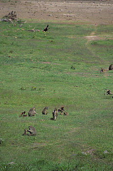 肯尼亚,安伯塞利国家公园,黄色,狒狒,黄狒狒