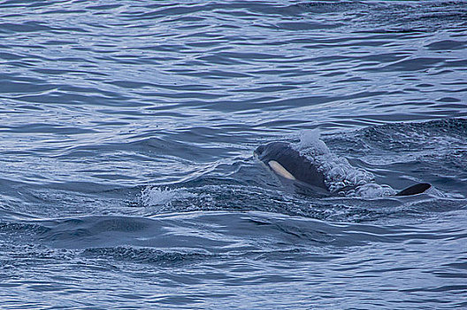 南极南乔治亚群岛逆戟鲸入海