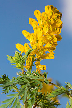 成串的金黄色野花,黄堇