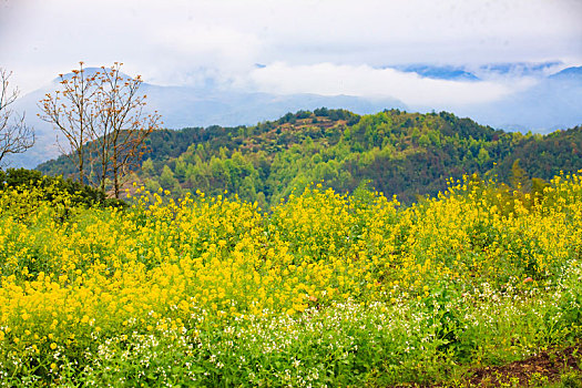 梯田,山村,春意