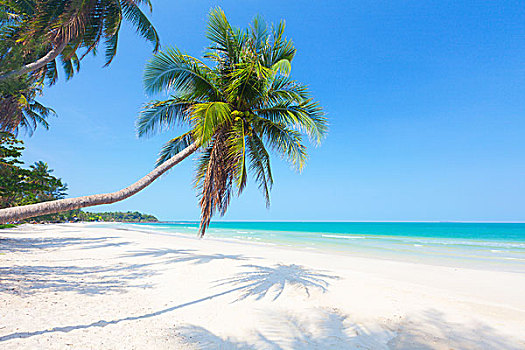 漂亮,海滩,椰树