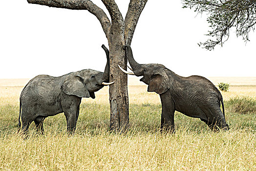 幼兽,雄性动物,非洲象,擦,象鼻,獠牙,树,塞伦盖蒂国家公园,坦桑尼亚