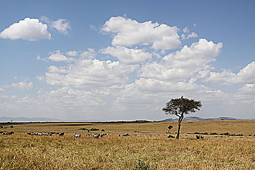 肯尼亚马赛马拉非洲大草原-蓝天白云动物群