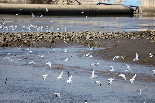 山东省日照市,两城河湿地公园成鸟儿乐园,万鸟翱翔场面壮观
