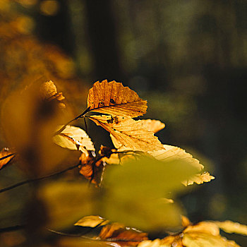 秋天,山谷,树林,十一月
