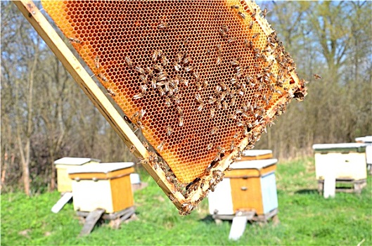 蜜蜂,蜂窝,蜂场,春天