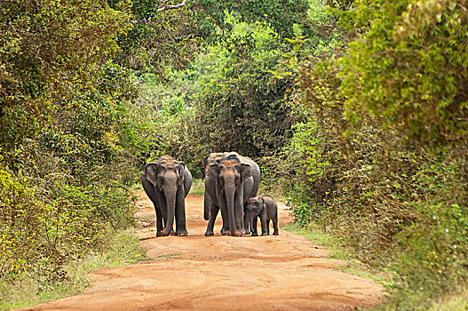 亚洲,东方,大象,象属,家族,穿过,道路,国家公园,斯里兰卡