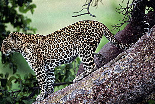 非洲,肯尼亚,马塞马拉野生动物保护区,豹,站立,树干,河