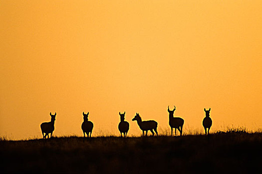 叉角羚,北美,牧群,草原,艾伯塔省,加拿大西部