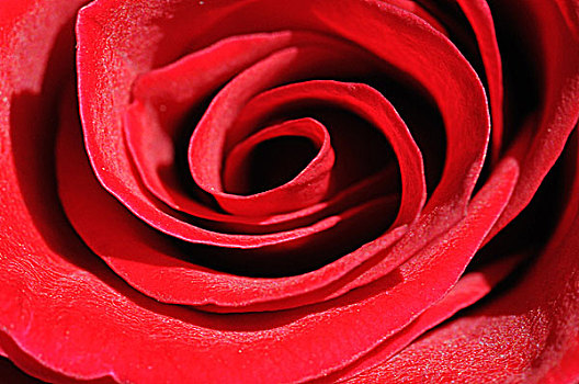 红玫瑰,中心