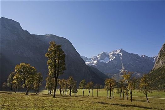 大槭树,英国,区域,山脉,奥地利,欧洲