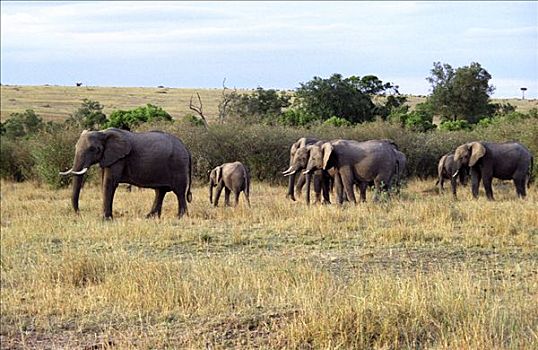 肯尼亚,马赛马拉,大象,非洲象,群