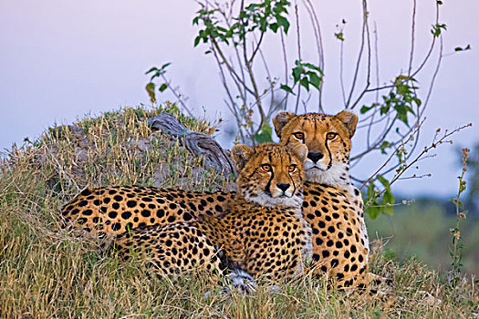 头像,两个,印度豹,猎豹,卧,草丛,一起,奥卡万戈三角洲,博茨瓦纳,非洲