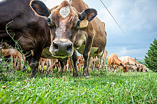 奶牛,看镜头,母牛,吃草,靠近,长,绿色,马里兰,美国