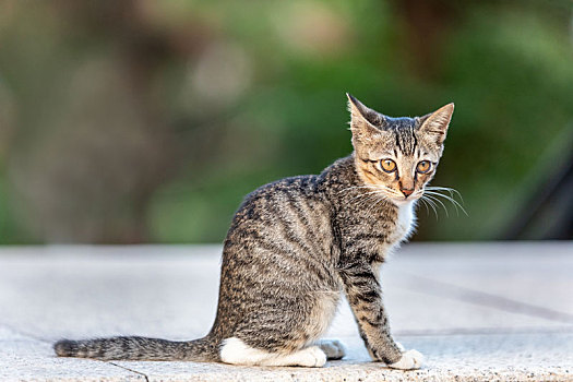 后院花园里玩耍的可爱猫眯