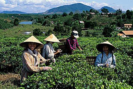 南,越南,靠近,茶园,人,挑选,茶