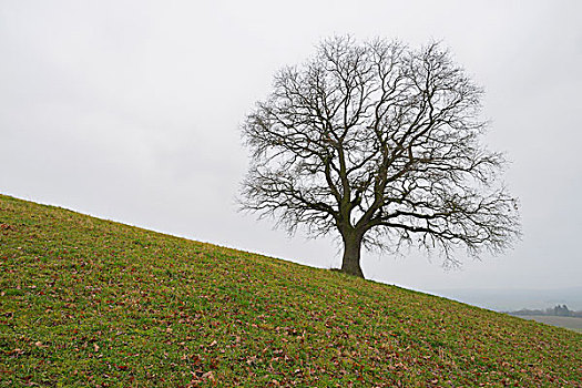 空,橡树,奥登瓦尔德,黑森州,德国