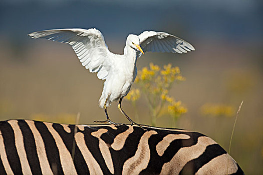 牛背鹭,降落,斑马,自然保护区,南非