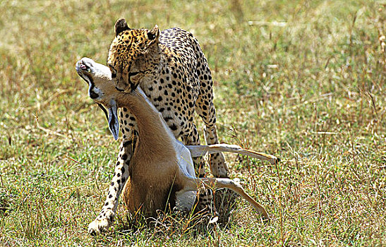 印度豹,猎豹,成年,瞪羚,杀,马赛马拉,公园,肯尼亚