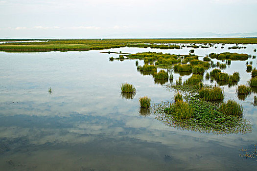 湿地