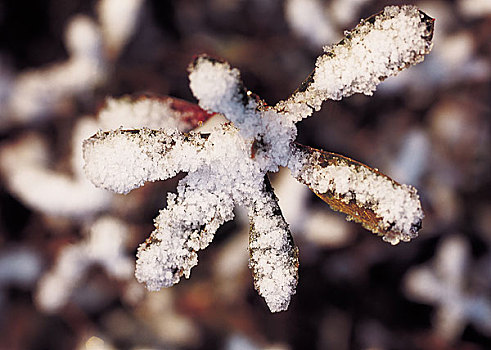 雪,枝条