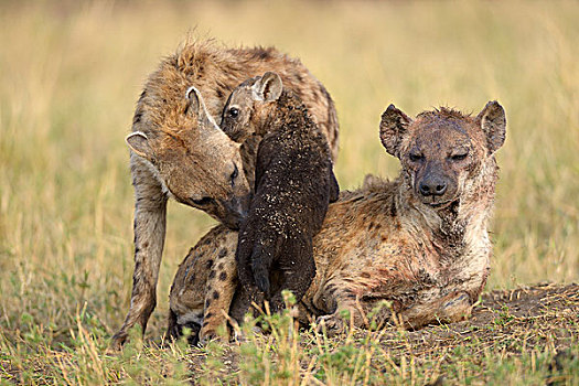 斑点土狼,斑鬣狗,女性,幼仔,嗅,马赛马拉国家保护区,肯尼亚,非洲