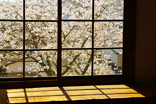 樱花,户外,窗户
