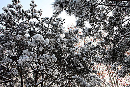 大雪,洁白,干净,寒冷,白色,覆盖,扫雪,便道,雪景,行走