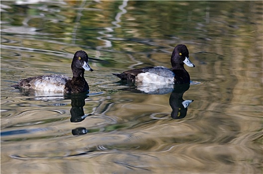 两个,雄性,鸭子,游泳,安静,水塘,水