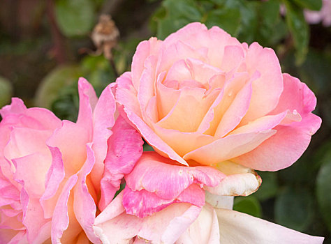 漂亮,粉红玫瑰,头状花序,户外,英国