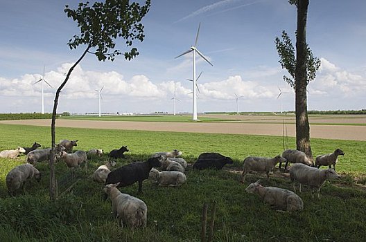 羊群,风电场,荷兰